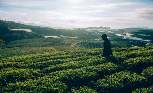 À chaque thé vert son aventure : partez à la découverte des terroirs du monde !